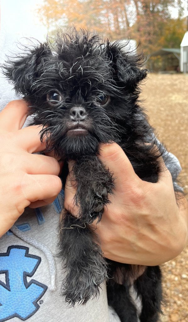 USHER, M, BRUSSELS GRIFFON...
Coloring Black with Silver Highlights.
