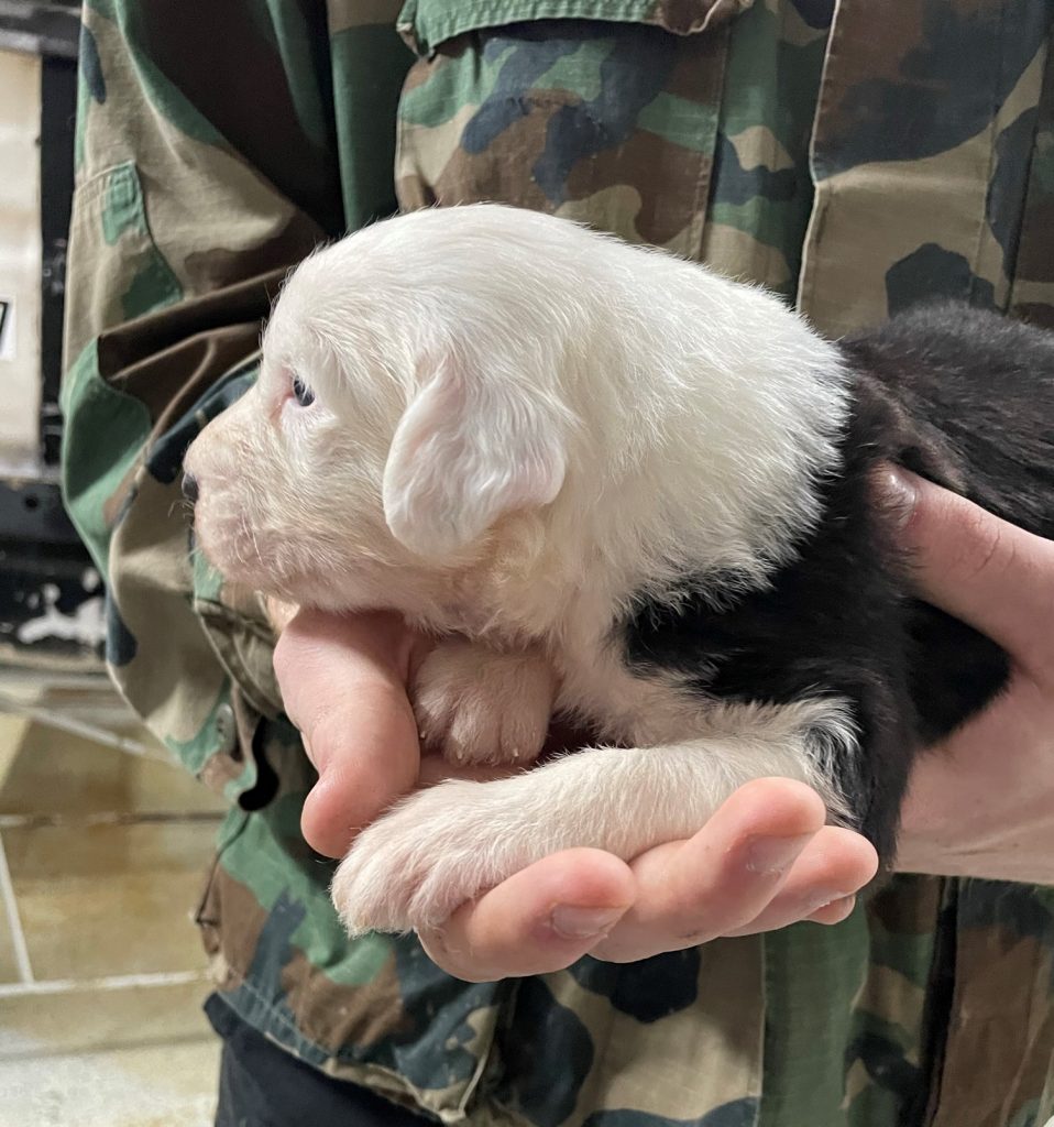 White Head Pup 2 (Female)