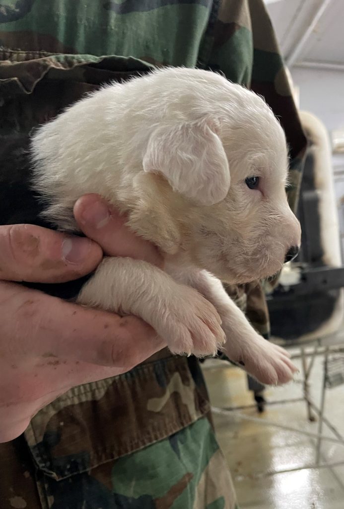 White Head Pup 1 (Male)