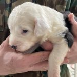 White Head Pup 1 (Male)