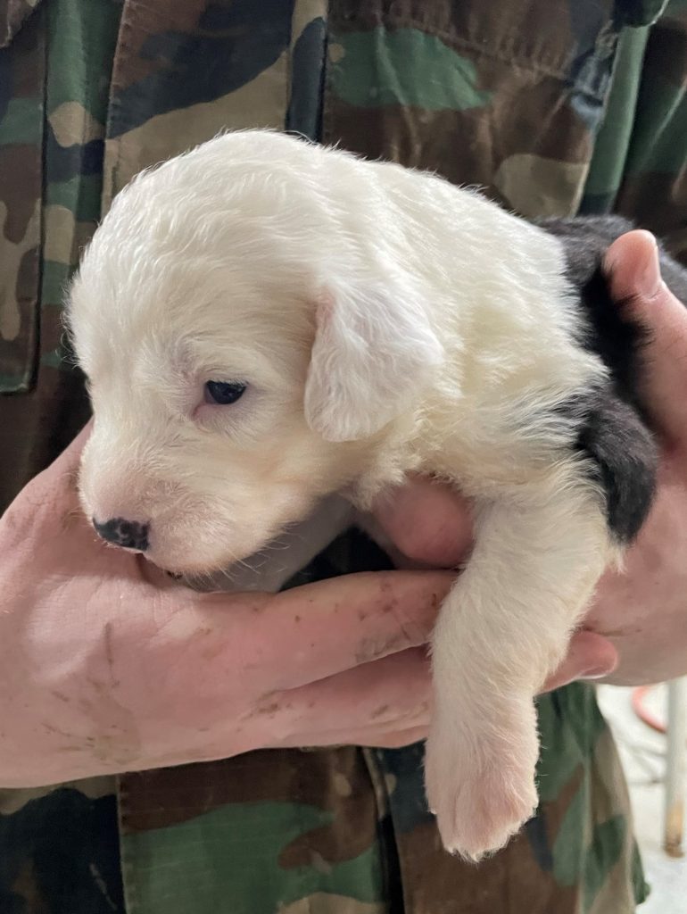 White Head Pup 1 (Male)