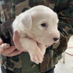 White Head Pup 2 (Female)