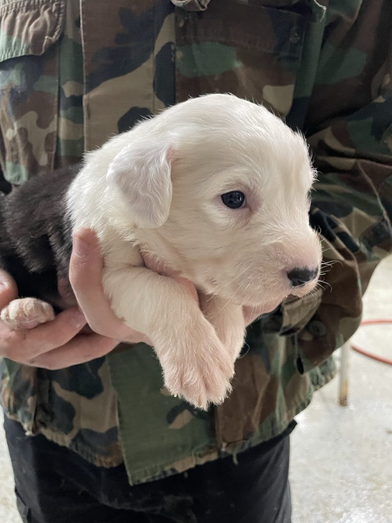 White Head Pup 2 (Female)