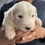 White Head Pup 3 (Female)