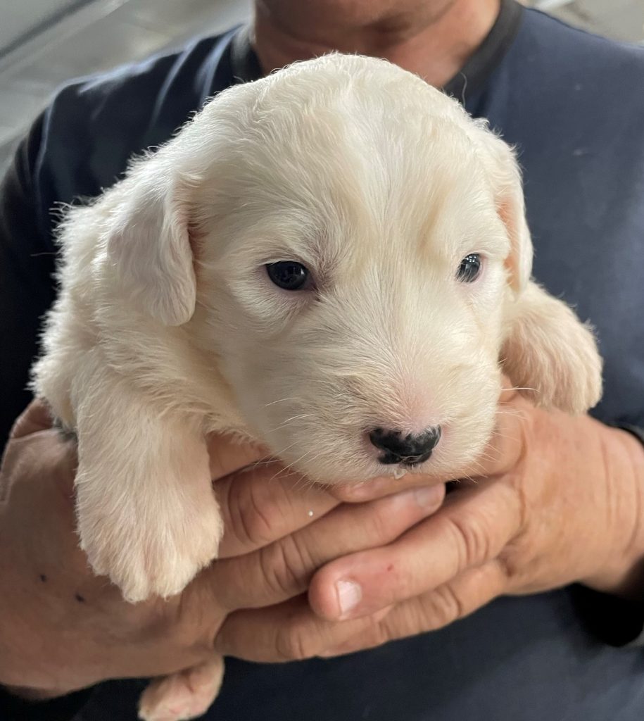 White Head Pup 3 (Female)