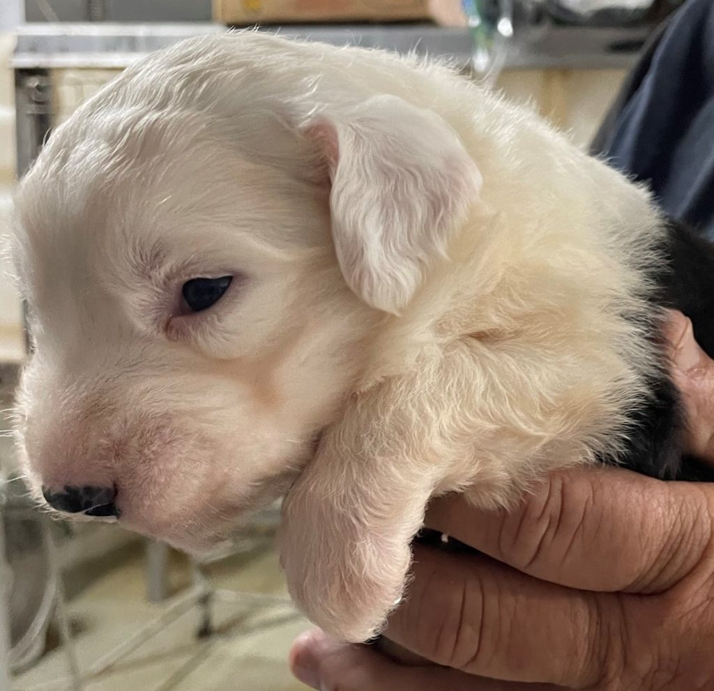 White Head Pup 3 (Female)