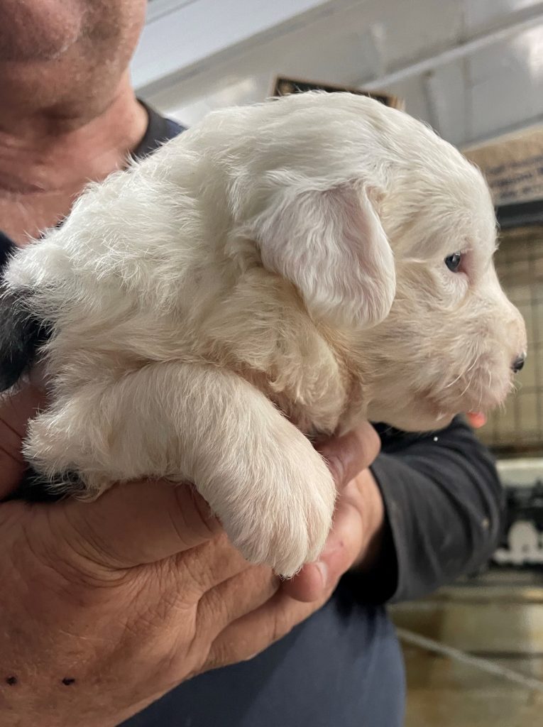 White Head Pup 3 (Female)